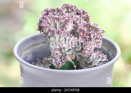 Cristata, Lactea-Pflanze von der Ochsenkarre oder Lactea-Haw-Pflanze von der Ochsenkarre Stockfoto