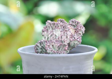 Cristata, Lactea-Pflanze von der Ochsenkarre oder Lactea-Haw-Pflanze von der Ochsenkarre Stockfoto