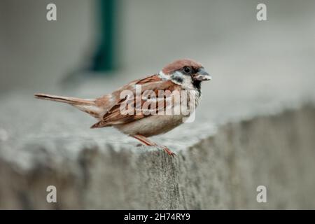 Vertikale selektive Fokusaufnahme eines kleinen Vogels Stockfoto