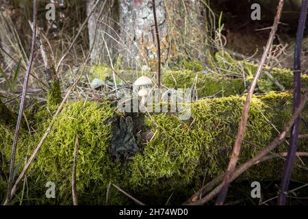 Pilze wachsen auf gefallenen Bäumen im Wald Stockfoto