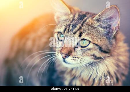 Porträt einer jungen grauen sibirischen Katze, die im Freien aufschaut Stockfoto