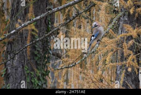 Eurasischer eichelhäher sitzt in einer Herbstlärche Stockfoto