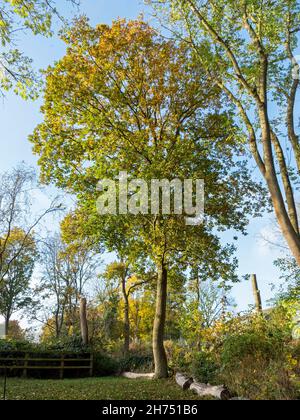Junge Eiche mit früherbstlichen Blättern Stockfoto