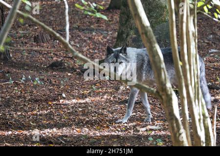 Sibirischer Wolf, mit Augenkontakt. Porträt des Raubtieres. Aufgenommen in Merzig, Saarland im Wolfspark Werner Freund. Stockfoto