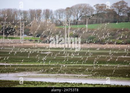 Hayle,Cornwall,20th. November 2021,Eine Schar europäischer Golden Plovers flog bei Ebbe in Cornwall über die Hayle-Mündung. Die Hayle-Mündung, die südwestlichste Mündung Großbritanniens, beheimatet eine Vielzahl von Feuchtgebietsvögeln. Es handelt sich um eine wichtige Mündung, in die etwa 1.800 Vögel gehen, da sie nie friert. Die Temperaturprognose für heute ist für 11C.Quelle: Keith Larby/Alamy Live News Stockfoto