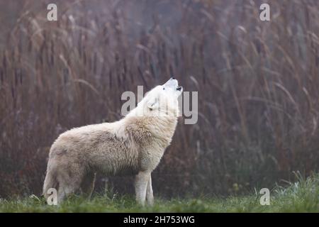 Arktischer Wolf, der in einem Wald läuft Stockfoto