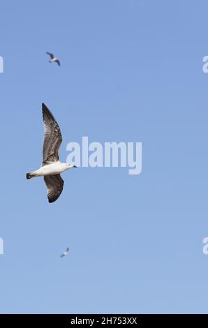 Möwen im Flug mit blauem Himmel Hintergrund Stockfoto