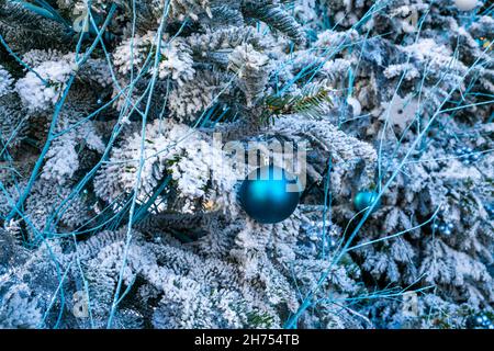 Eine blaue Kugel auf einem schneebedeckten weihnachtsbaum Stockfoto