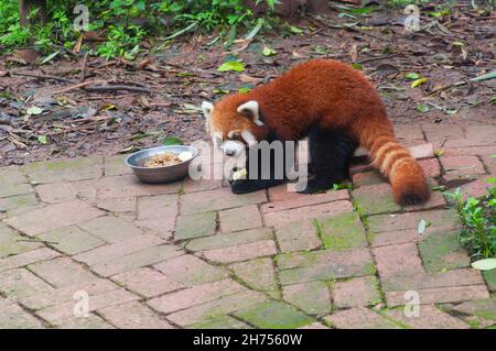 Ein roter Panda, der in seinem Gehege in der Chengdu Forschungsbasis für die Zucht von riesigen Pandas in Chengdu China, Provinz sichuan, frisst. Stockfoto