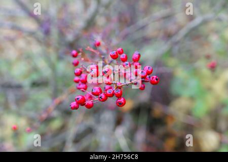 Rote Beeren eines wilden Weißdorns (Crataegus monogyna) im Herbst, Wiltshire UK Stockfoto