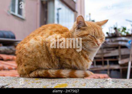 Orangefarbene Katze, Nahaufnahme des streunenden Kätzchen. Stockfoto