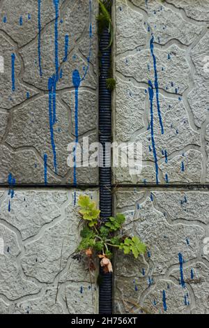 Pflanzen, die aus gebrochenen Fliesen und Zement in der Wand mit blauer Farbe Tropfen der Straße Nahaufnahme Kraft der Natur Herbst Stockfoto