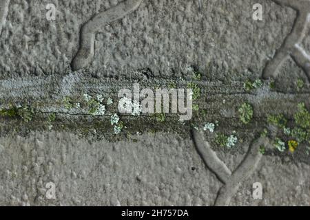 Moos, die aus zerbrochenen Fliesen und Zement in der Wand der Straße Closeup Kraft der Natur Herbst Stockfoto