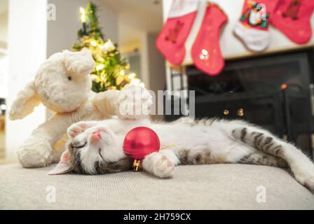Weihnachtskatze. Portrait gestreifte Kätzchen spielen mit Weihnachtsbeleuchtung Girlande auf festlichem roten Hintergrund. Kitty blickt auf die Kamera. Stockfoto