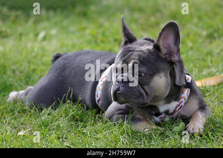 Französische Bulldogge umstrittene seltene Farbe Stockfoto