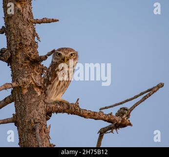 Kleine Eule (Athene noctua), auch bekannt als Eule der Athene oder Eule der Minerva, die auf einem Ast thront Stockfoto