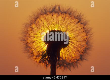 Löwinenzapfen, (Taraxacum officinale), Samenköpfe, fotografiert gegen das Licht bei Sonnenuntergang, Niedersachsen, Deutschland Stockfoto