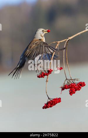 Feldfare, (Turdus pilaris), Fütterung von Gelderrose-Beeren im Winter, Niedersachsen, Deutschland Stockfoto