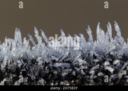 Eiskristalle auf Moos, im Winter, Niedersachsen, Deutschland Stockfoto
