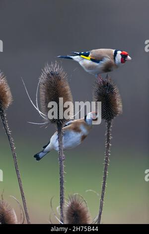 Goldfinch (Carduelis carduelis), füttert an einer Teaselpflanze, im Winter, Niedersachsen, Deutschland Stockfoto