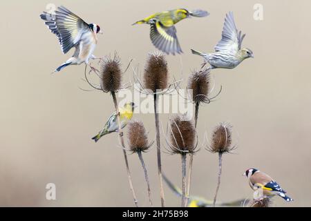 Goldfink (Carduelis carduelis) und Siskin, (Carduelis spinus), die sich im Winter an einer Teaselpflanze ernähren, Niedersachsen, Deutschland Stockfoto