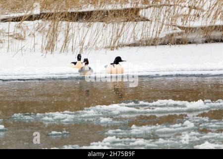 Goosander (Mergus merganser) zwei Rüden und ein Weibchen, die sich auf schneebedecktem Flussufer, Weser, Niedersachsen, Deutschland, ausruhen Stockfoto