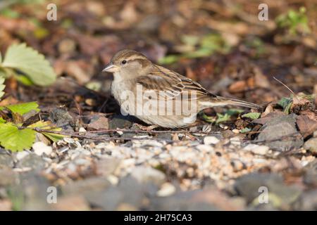 Haussperling, (Passer domesticus), weiblich, auf dem Boden liegend, auf Getreide ernährend, niedersachsen, Deutschland Stockfoto