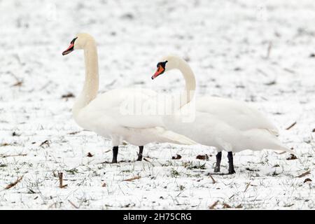 Stumme Schwäne (Cygnus olor), Paar auf schneebedecktem Feld, im Winter, Niedersachsen, Deutschland Stockfoto