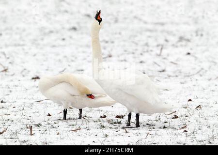 Stumme Schwäne (Cygnus olor), Paar auf schneebedecktem Feld, die männliche Balz zeigt sich zu Weibchen, im Winter, Niedersachsen, Deutschland Stockfoto