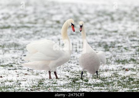 Stumme Schwäne (Cygnus olor), Paar auf schneebedecktem Feld, die männliche Balz zeigt sich zu Weibchen, im Winter, Niedersachsen, Deutschland Stockfoto