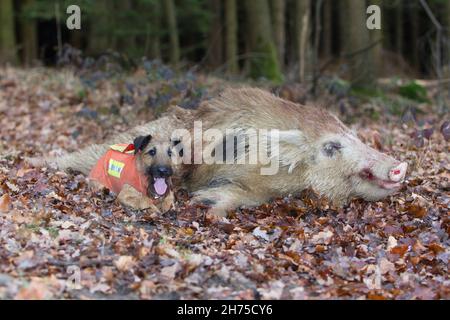 Westfälischer Terrier mit Schusswildschwein, (Sus scrofa), nach der Jagd, Niedersachsen, Deutschland Stockfoto