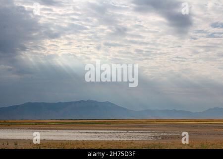 Schöne Szene von Sonnenstrahlen, die durch die Wolken über einem Weizenfeld kommen Stockfoto