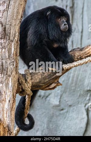 Ein männliches schwarzes Brülchen, das in einem Baum sitzt Stockfoto