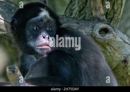 Ein Spinnenaffe, der in einem Baum sitzt Stockfoto