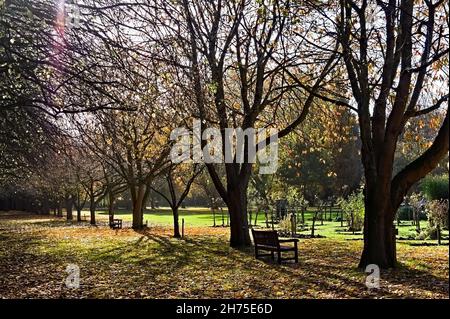 Eine Baumreihe auf dem viktorianischen Friedhof von Boston im Herbst mit Sonnenlicht durch Äste und Blätter im Herbst Stockfoto