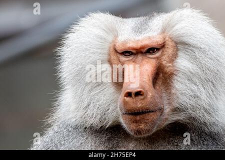 Porträt eines silbergrauen Pavions Stockfoto