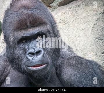 Ein junger männlicher Gorilla beobachtet andere Stockfoto