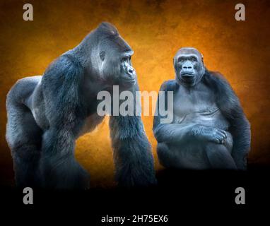 Zwei Gorillas vor einem braunen Hintergrund Stockfoto