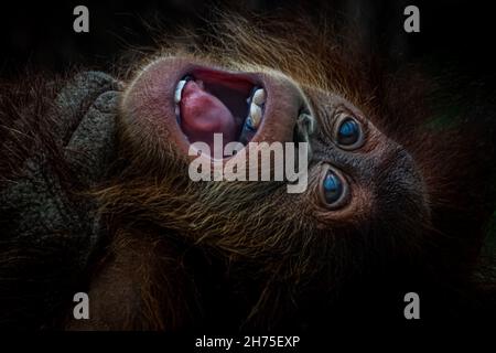 Künstlerisches Porträt eines jungen Orang-Utan beim Spielen Stockfoto