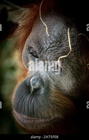 Seitenportrait eines Orang-Utan Stockfoto
