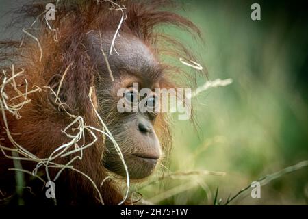 Ein junger Orang-Utan, der mit Stroh bedeckt ist und im Gras sitzt Stockfoto