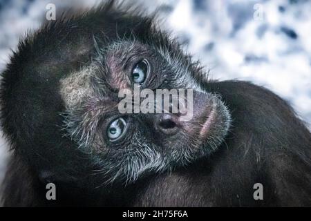 Ein blauäugige Spinnenaffe Stockfoto