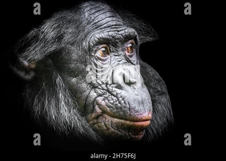 Ein Bonobo-Affe mit roten Lippen nach dem Verzehr einer Rübe Stockfoto