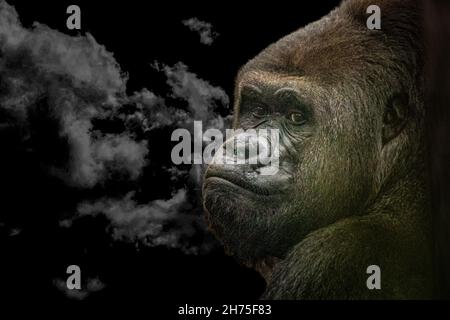 Eine künstlerische Sicht auf einen großen Gorilla Stockfoto