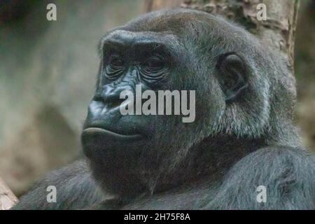 Ein großer Gorilla, der in einem Baum ruht Stockfoto