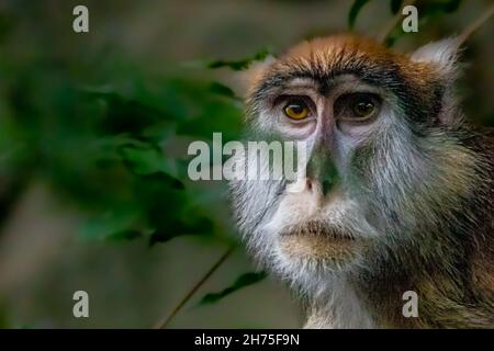 Ein Kunstfoto eines patas-Affen Stockfoto