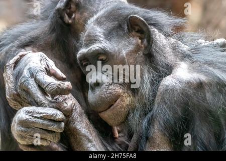 Zwei Bonobo-Affen umarmen sich Stockfoto