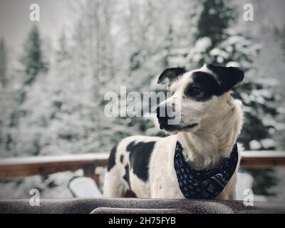 Husky Collie Hundemischung genießt Blockhütten-Rückzugsort in BC Kanada Stockfoto