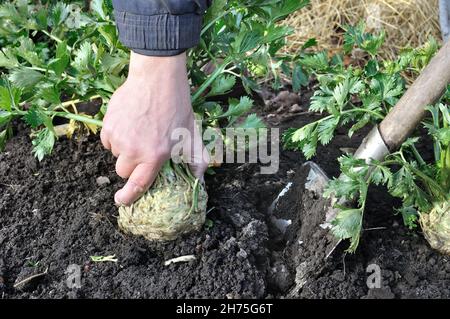 Gärtner erntet reifen Sellerie (Wurzelgemüse) im Gemüsegarten Stockfoto