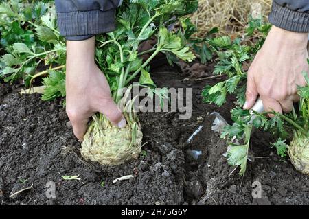 Gärtner erntet reifen Sellerie (Wurzelgemüse) im Gemüsegarten Stockfoto